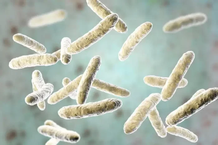 Gut-bacteria-Bifidobacterium-Lactis