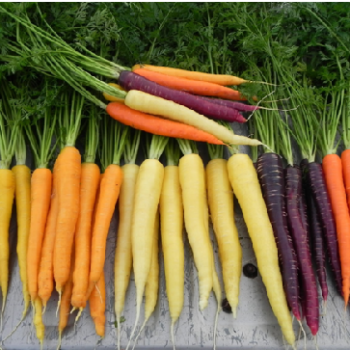 Carrots, Health Benefits of Carrots, with antioxidants support